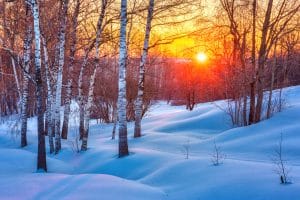 Colorful sunset in winter forest