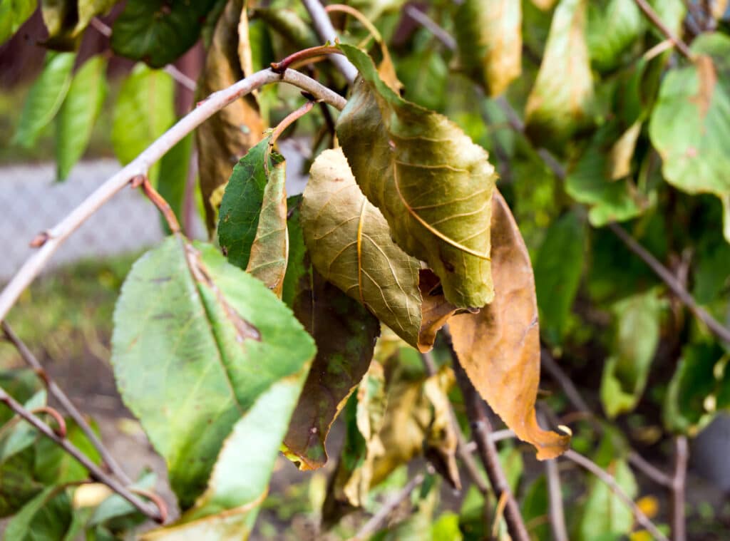 Dried, diseased fruit tree leaves in the middle of summer