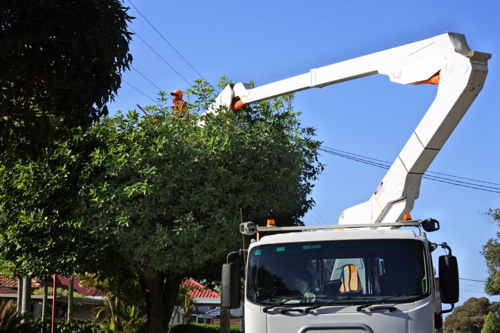 tree trimmer trimming a tree growing under a electricity power line for public safety and reliability of electric service.