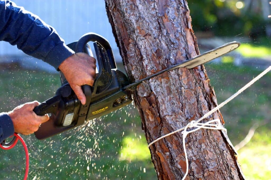 chainsaw used to cut down tree